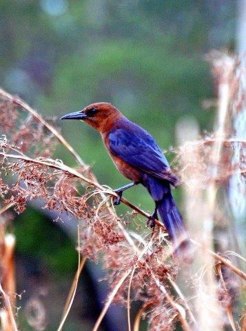 Citrus County Birdwatching